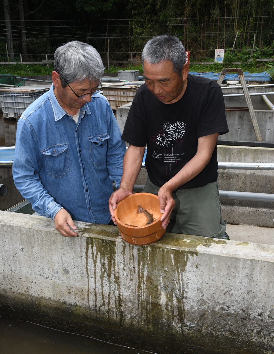ヤマメを見つめる小野崎さんと、メンバーの坂本豊樹さん