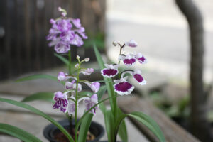 笠間「根本製菓」 ウチョウラン3000株販売