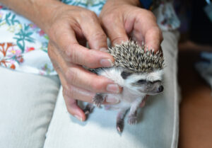 目に入れても痛くない？　赤ちゃんハリネズミ