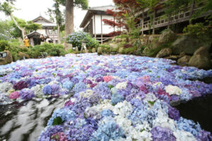 今年は４千輪　梅雨期の新名所　雨引観音（桜川）