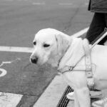 盲導犬写真展