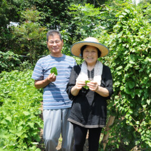 オカワカメおいしいよ　小生瀬の柳下さんが栽培　直売所で人気