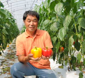 【茨城再見聞】パプリカの王様　「パプ王」　ＪＡ茨城旭村のパプリカ