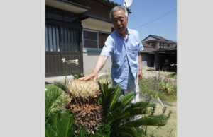 ソテツ 15年で初めての開花 「枯れちゃったかと気をもんだよ」