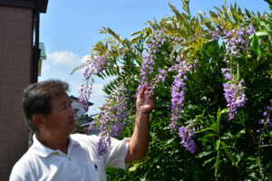 寒暖差のせい? 30房開花 春にも咲いた野村さん宅のフジ