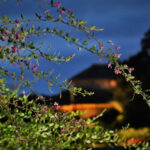 【茨城再見聞】秋風そよぐ萩まつり 偕楽園(水戸)