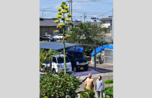 ３０年越しの上空の花