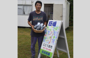 ふつうの巨峰を直売　高須農園（行方）