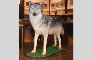 本当の姿を伝える「オオカミ展」　こんこんギャラリー（石岡）で１１日まで