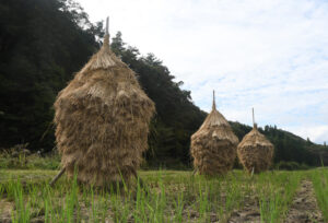 【茨城再見聞】秋空に映えるわらぼっち　小生瀬の田んぼ（大子）