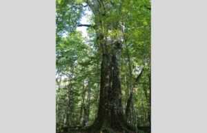 企画展「いのち育むブナの森」 31日~ 県自然博物館