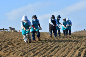 ネモフィラの種まき開始　来春の開花と平穏願い