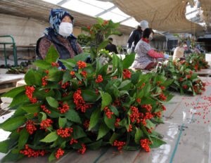 「千両飾って迎春を」 特産品のセンリョウ出荷