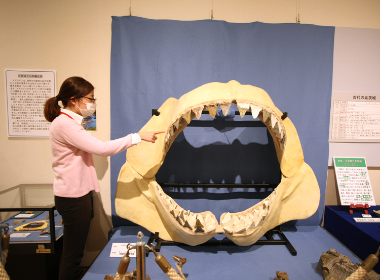 北茨城で出土のサメの歯展示　市歴史民俗資料館