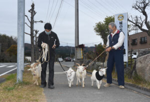 ヤギの家族がお散歩