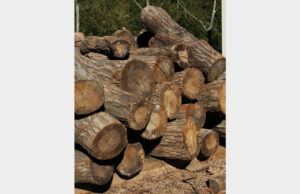 ナラ、クヌギ材 19日に「美和の薪販売会」 道の駅みわ