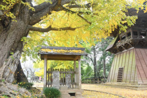【茨城再見聞】今が見頃 樹齢千年の黄葉 西蓮寺のイチョウ(行方)