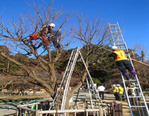 梅のせん定見学会 5日に偕楽園(水戸) 晩秋からの風物詩