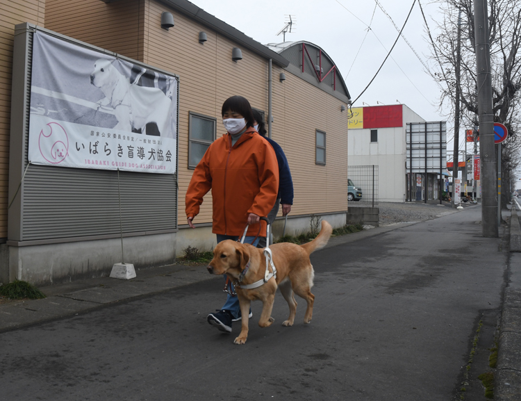 【茨城再見聞】間もなく誕生　盲導犬ハティ　いばらき盲導犬協会