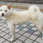 白い柴犬ユキ　水戸市赤塚から不明に　１月中旬に常陸大宮市で目撃情報