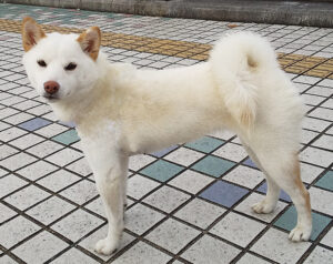 白い柴犬ユキ 水戸市赤塚から不明に 1月中旬に常陸大宮市で目撃情報