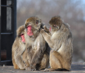 新サル舎で待つ、本当の日常　かみね動物園