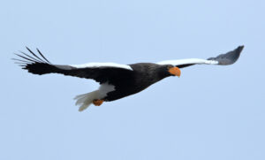 大きな大きな春告げ鳥 涸沼への飛来が待たれるオオワシ