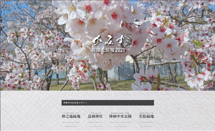 オンラインで桜開花情報公開　神栖市がホームページ開設