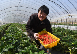 春の日差し受け、イチゴ最盛期 深作農園