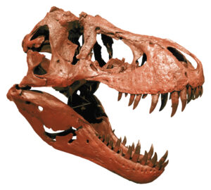 「化石」を知る企画展　ミュージアムパーク