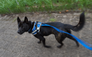 甲斐犬雑種のはむ　2020年11月につくば市研究学園から不明に