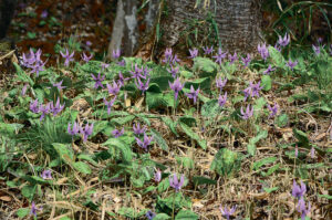 「かたくりまつり」 かたくりの里公園