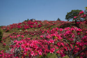 ツツジ各地で鮮やかに　笠間つつじまつりは５月９日まで、大子のつつじまつりは４月２９日から