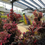 南国や砂漠も巡る屋内散歩　２９日再開の水戸市植物公園の温室