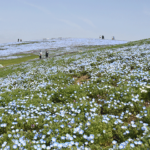 日々、青が足される絶景の丘　　国営ひたち海浜公園