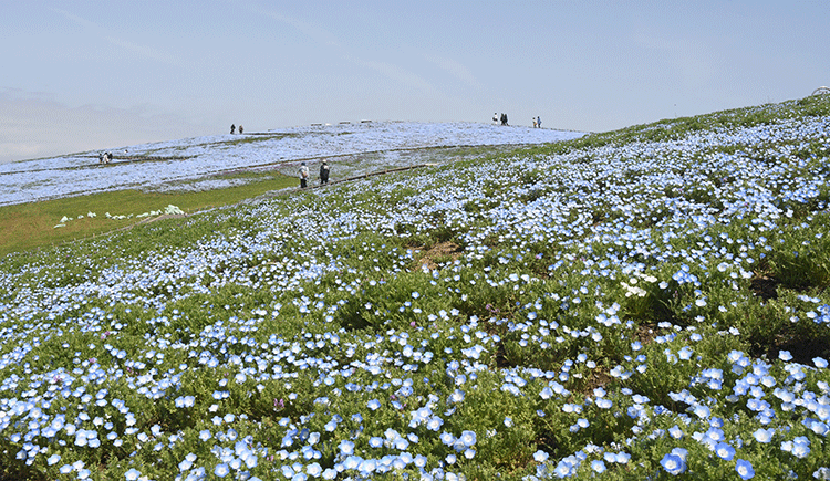 日々、青が足される絶景の丘　　国営ひたち海浜公園