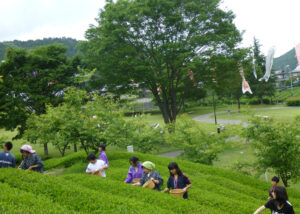 茶摘み・手もみ茶作り体験 「奥久慈茶の里公園」