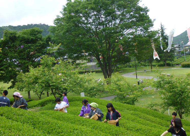茶摘み・手もみ茶作り体験　「奥久慈茶の里公園」