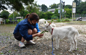 笑顔を誘う子ヤギたち