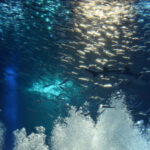「イルカと泳ごう」参加者募集　アクアワールド県大洗水族館