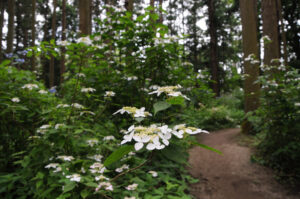 ヤマアジサイ中心に約５０００株　水戸八幡宮