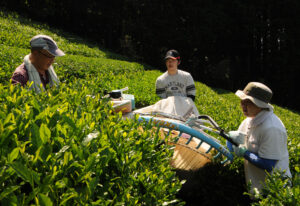 暑さ忘れて初茶摘み ルネサンス高生徒ら  3年かけて整備した畑で