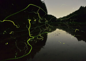 １２日　七会村の田んぼでホタル鑑賞会