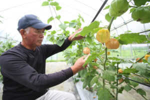 食用ホオズキ収穫始まる　花貫地区などの生産農家
