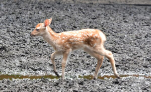 赤ちゃんジカが人気　鹿島神宮　今年は４匹