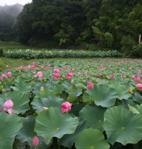 地域が咲かせたハス　