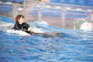 「イルカと泳ごう」参加者募集　アクアワールド県大洗水族館
