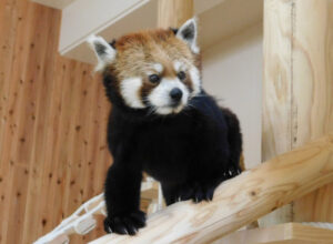 新レッサーパンダ舎完成 かみね動物園