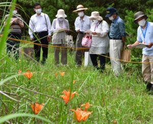 村の花スカシユリ見学会 自生地復活事業の一環