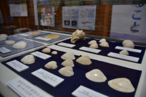 縄文の暮らし感じる展示会　ミニ博物館　ココシカ